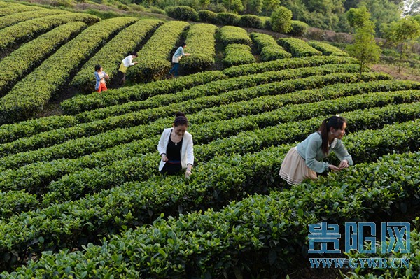 贵州绿茶走向全面品牌化实施产业提升三年计划