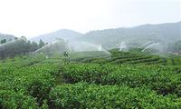 松溪绿茶：国家生态乡里的有机茶