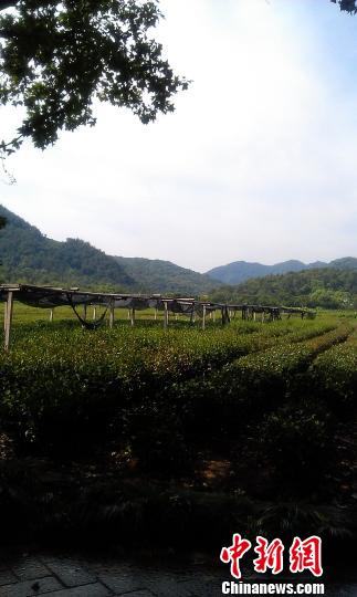 2500亩龙井茶“很受伤”官方增加基础设施铺设