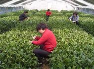海阳绿茶因倒春寒导致产量下降但品质不变