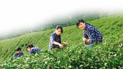 寻访中国十大绿茶—“信阳毛尖”别有意韵嫩叶间