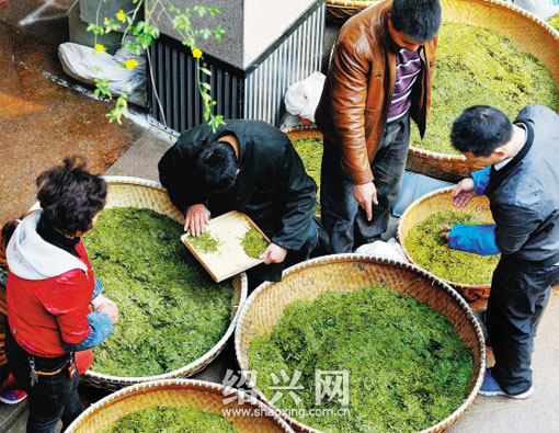 中国茶市：文化搭台龙井飘香