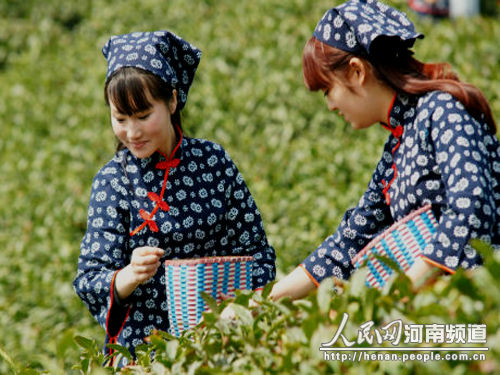 信阳毛尖春茶全面开采茶叶整体质量优于往年