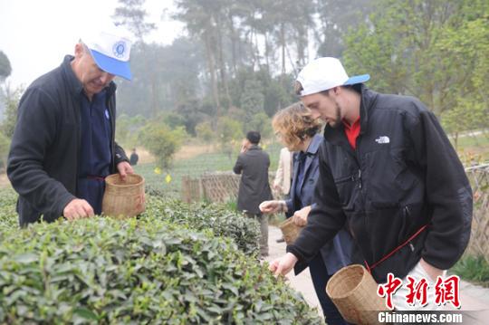 “绿茶之乡”四川蒲江:国外友人体验园子里茶文化