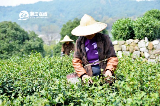正宗的早熟品种“龙井43”茶叶开采目前还未上市