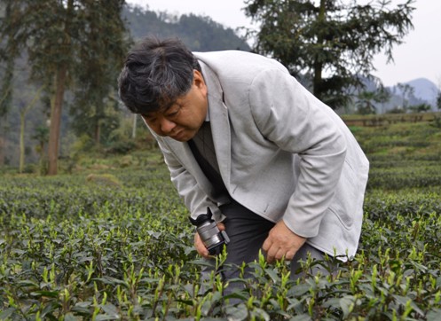 峨眉雪芽绿茶品牌荣获中国驰名商标
