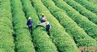 清香满坡，红壤上长出绿茶文化