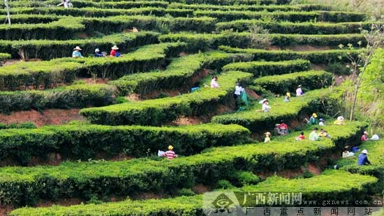 农行藤县支行积极扶持绿茶产业