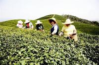 西湖龙井创18万天价未破熊猫茶记录