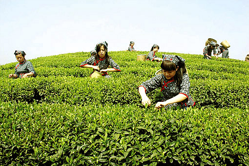 安吉白茶要走精品化路线不再增加种植面积