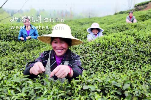 三月茶山绿晴隆绿茶春茶陆续开采