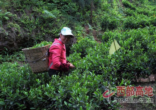 “洪雅绿茶”喜获国家地理标志低碳循环取优异成果