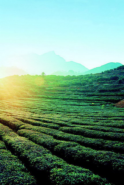 “陕南绿茶”依靠科技舞起产业化龙头