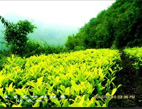 无锡茶产业发展飞速绿茶出口量增长