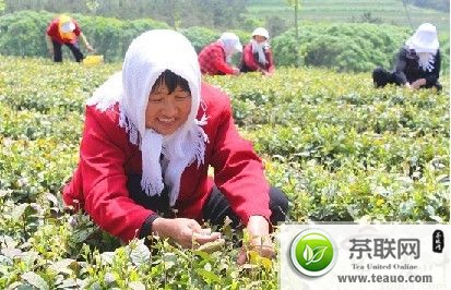 山东绿茶采摘品质未现“冻感”