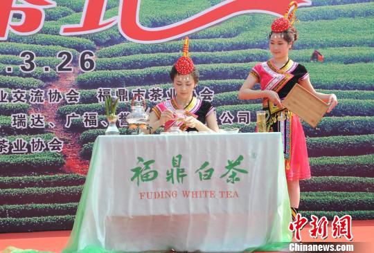 “中国白茶之乡”福建福鼎举办第三届开茶节