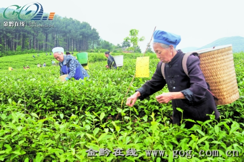 万亩白茶引领德江农业转型