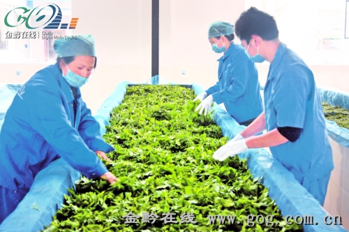 万亩白茶引领德江农业转型