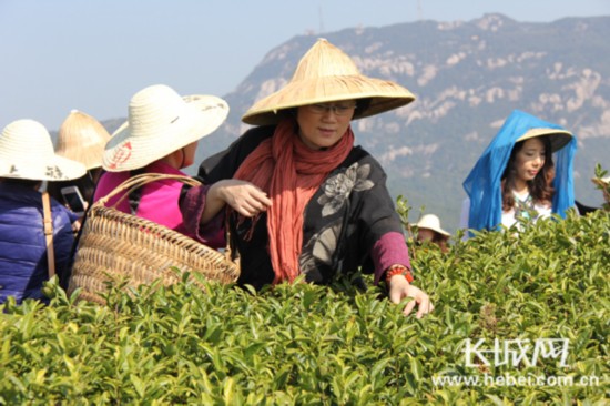 河北省茶文化代表团赴福建太姥山考察白茶生产