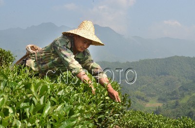 中国地理标志产品政和白茶开摘高山秋茶