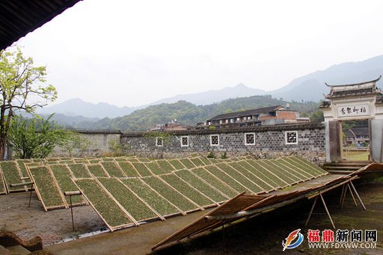 中国白茶第一村－－循白茶古法技艺、利茶农增收