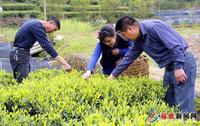 中国白茶第一村－－循白茶古法技艺、利茶农增收