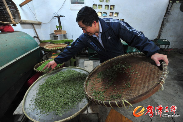 龙虎山景区天门山300亩白茶开采