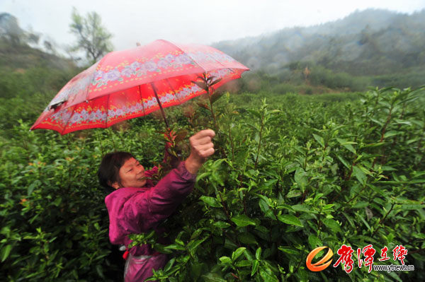 龙虎山景区天门山300亩白茶开采
