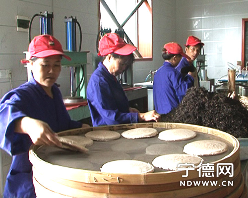 福鼎茶企积极生产投放市场白茶饼抢占茶市商机