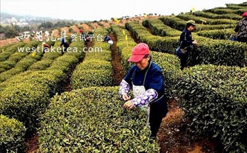 靖安母子商标管理模式推动白茶业发展