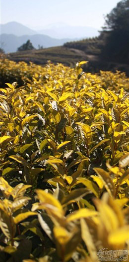 天台县大力发展黄茶助推茶产业转型升级