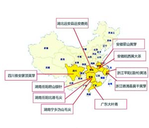 寻中国茶叶版图的黄茶历史脉络