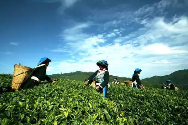 2016普洱茶行业正在复苏，古树茶或将大热！