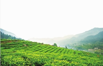 益阳着力打造500亿元黑茶产业