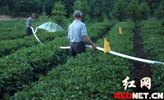 安化云台山黑茶基地遭重旱政企合力保茶成绩显著