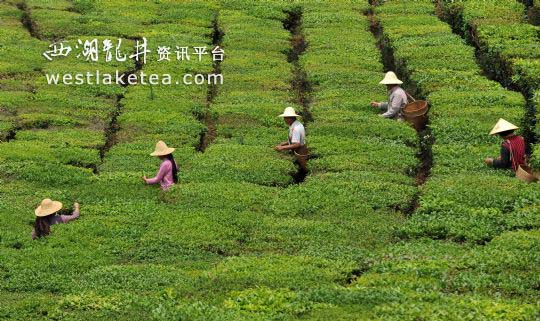 普洱春茶采摘忙普洱茶产业稳定持续增长