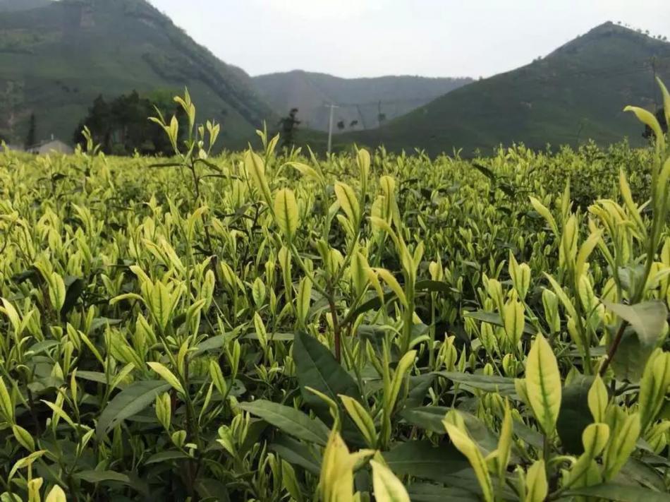 黄芽茶种类的产地品种名称介绍