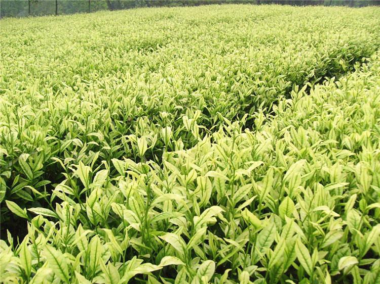 白茶品种福云六号种殖及产茶分布