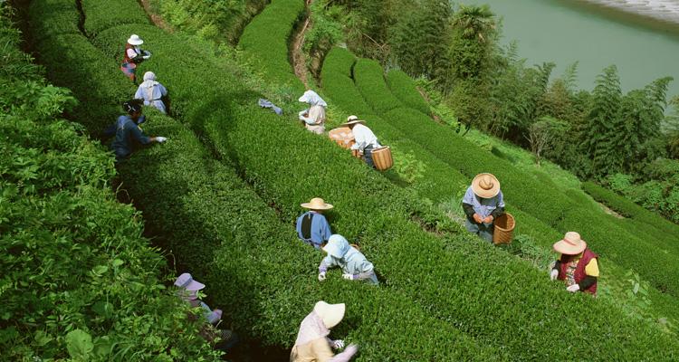 白茶品种福鼎大毫茶栽培