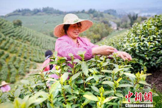 浙江安吉17万亩白茶正式开采青叶交易市场火爆