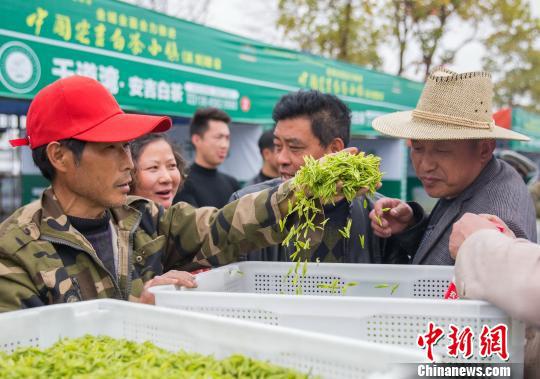浙江安吉17万亩白茶正式开采青叶交易市场火爆
