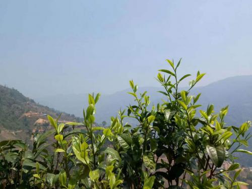 云南普洱茶产于六大茶山