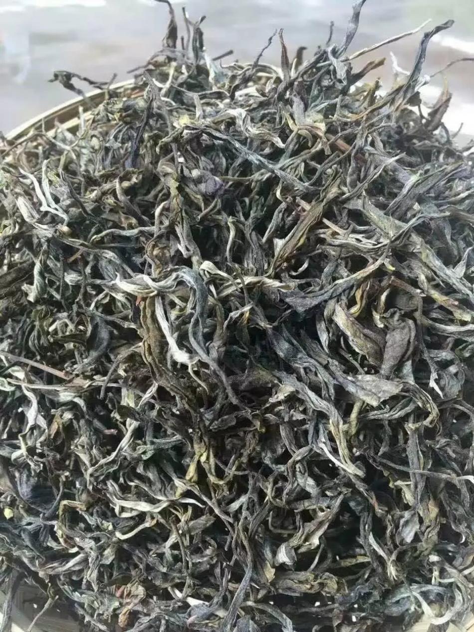 云南普洱茶的原料大叶种晒青毛茶