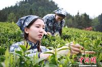 湖南安化黑茶开园2017年茶产业目标150亿元