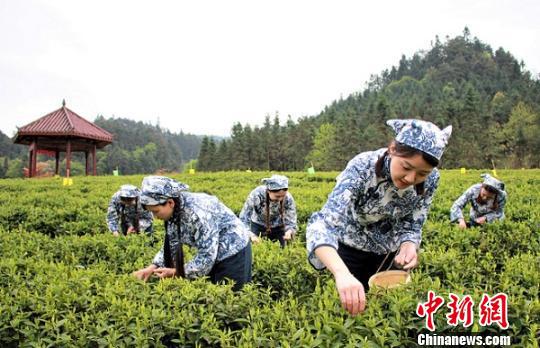 湖南安化黑茶开园2017年茶产业目标150亿元