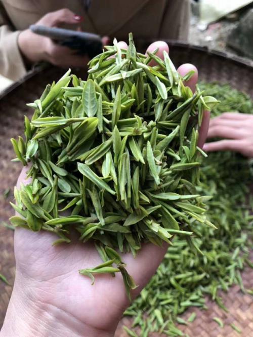 绿茶类起源工艺发展
