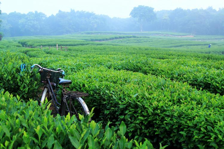 龙井茶叶的主要产区介绍
