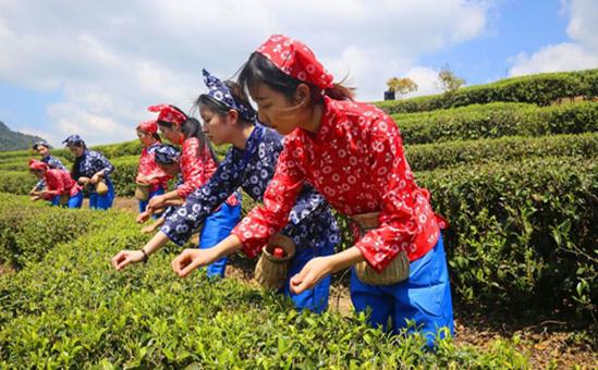 “旅游+茶”首届“永泰绿茶”春茶开采节隆重举行