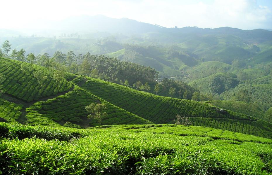 绿茶起源