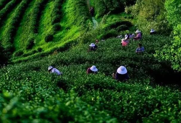 贵州绿茶有那些品种